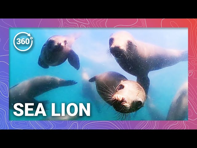 Sea Lion Shenanigans: Pinniped Playground