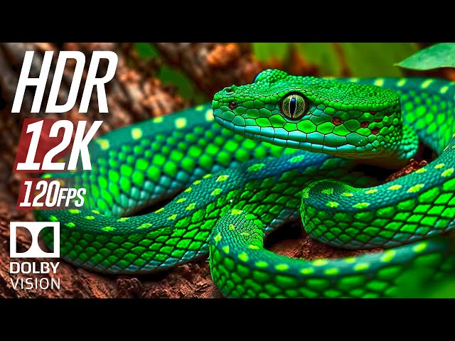 Best of Animals in Dolby Vision 12K ULTRA HD HDR 120fps