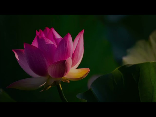 Lotus Piano Music II. #soothingmusic #relaxing #piano #spa