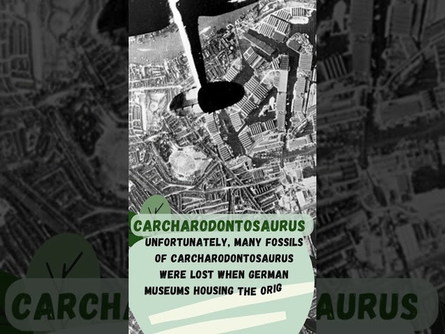 Carcharodontosaurus The Dinosaur Fossils Lost in WWII