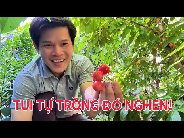 92. Harvesting Homegrown Cherries 🍒: Taste Test & Gardening Secrets!  || Healing with nature