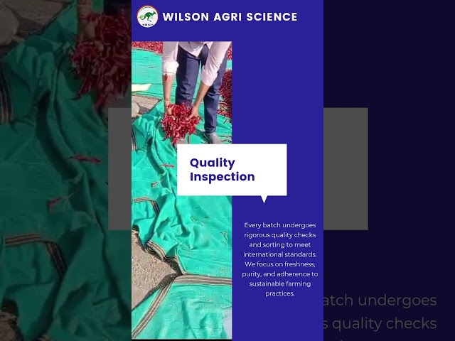 From Farm to Global Market: Wilson Agri Science’s Procurement Workflow #chilli # WilsonAgriScience