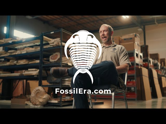 Unearthing The Past With FossilEra: Fossils, Minerals & Meteorites