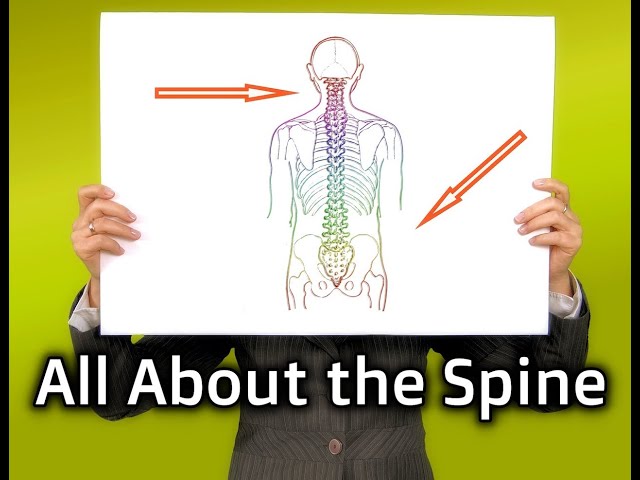 All About the Spine