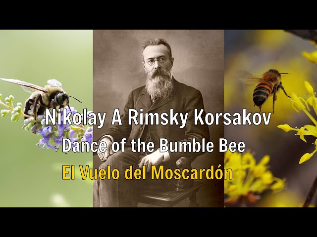 Nikolay A Rimsky Korsakov - Flight of the Bumble Bee (el vuelo del moscardón)