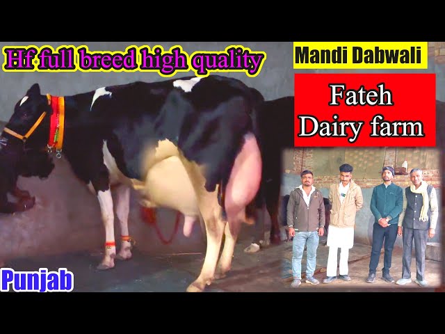 Mandi Dabwali fateh dairy farm Punjab || full breed cow #rajusirsa