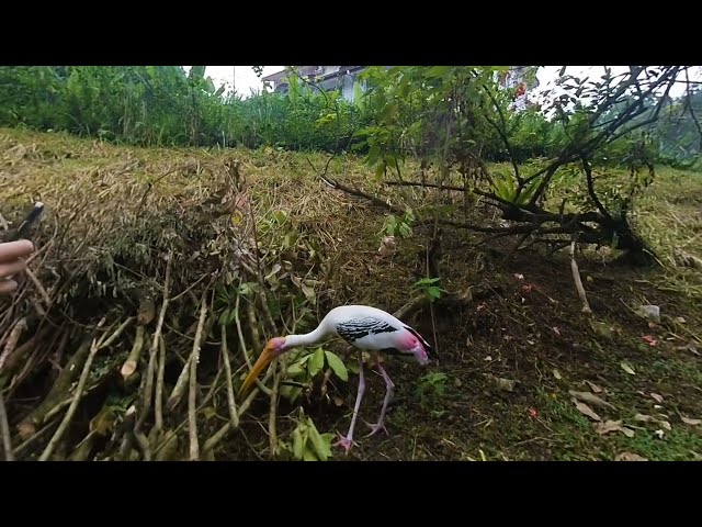 180 VR - Malaysia 2023 - Kuala Lumpur - Bird Park - part 2/2