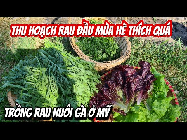 Thu hoạch rau cải cúc (tần ô), xà lách, rau húng, rau mùi/Trồng rau nuôi gà ở vùng thôn quê nước Mỹ