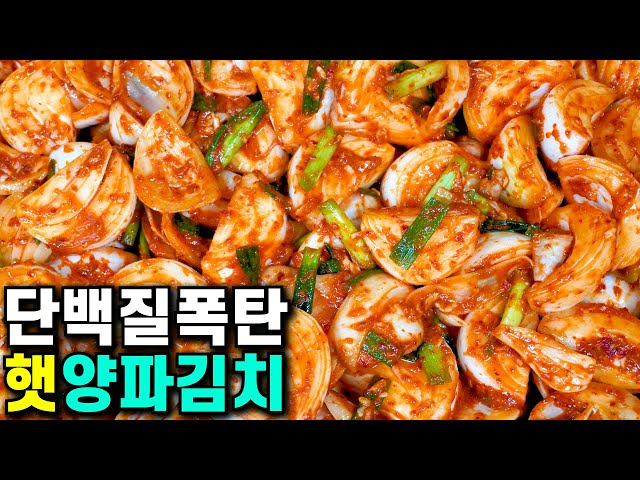 💚무깍두기 보다 맛있는 햇양파김치/ ○○이 들어가  물이 안 생겨요/ 단백질폭탄  감칠맛 폭발 아삭  절묘한 맛  완전꿀맛korean food  Korea Onion Kimchi