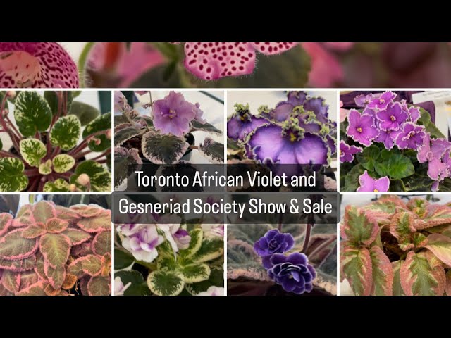 Plant shopping @ Toronto African Violet and Gesneriad Society Show & Sale