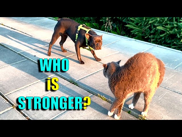 🐶 French bulldog vs cat 🐱  Who is stronger? 💪🤣