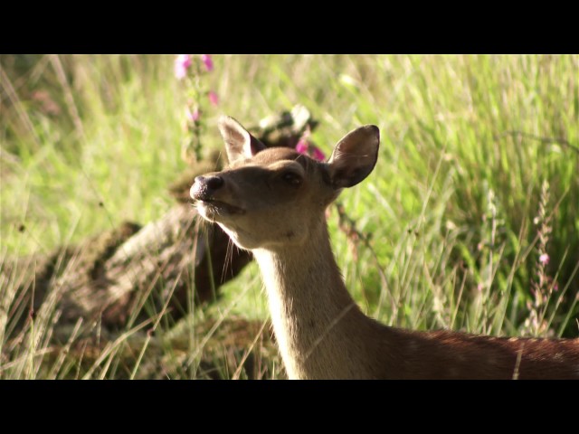 Sika Deer