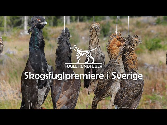 Skogsfugljaktpremiere i Sverige - Fuglehundfeber Ep 16