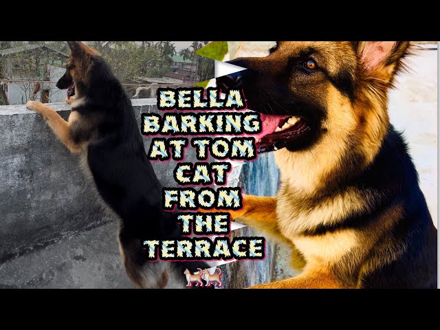 German shepherd barking || Bella barking on 🐈 बिल्ली ||जर्मन शेफ़र्ड वीसे बिल्ली ||germanशेफ़र्ड