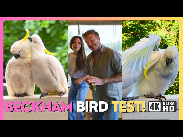 What is the 'Beckham test'? Victoria & David Beckham spark TikTok dance trend!