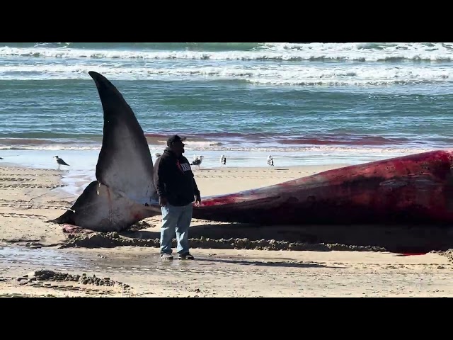 Giant 52ft fin whale washed up on the sand at Pacific Beach in San Diego on Sunday December 10, 2023