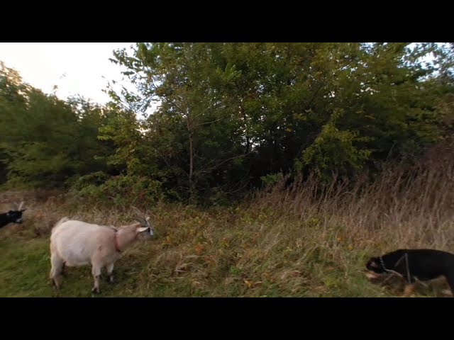 VR of beautiful sky view as we enter the open field with goats and Lilly the dog