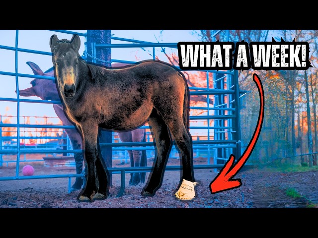 Our Foal’s VET Visit and Prep for a MUSTANG!?