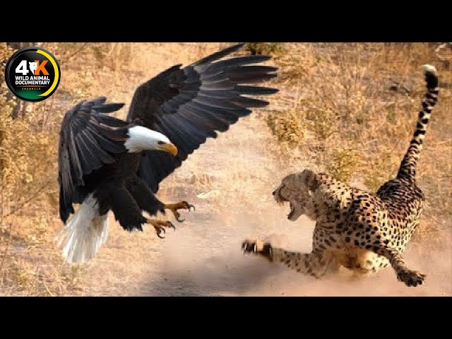 Eagles: The Kings of the Sky | Wild animal Documentary #animaldocumentary