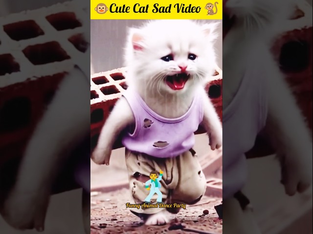 Sad ai cat story |Cute cat#cat #ai #catvideos #story #sad #catlover #cute #animals