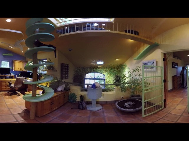 Peter's Cat House - Fighting aganist FIP (360° VR 4K)