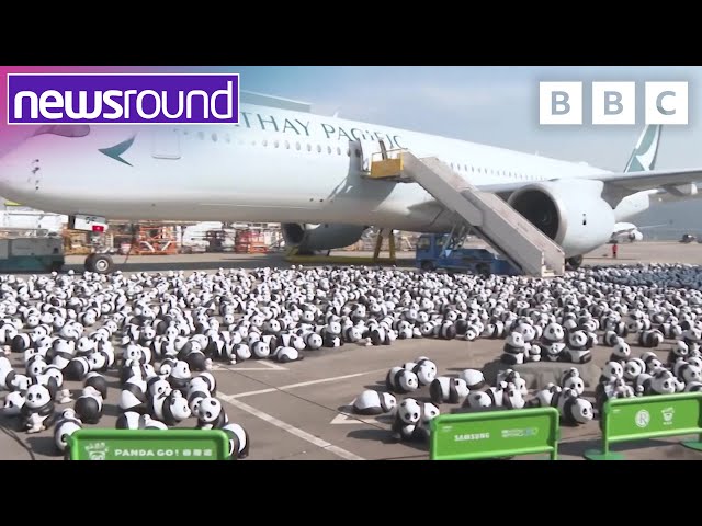 Office Chair Racing, Panda Statues and Humanoid Robots | Strange News | Newsround