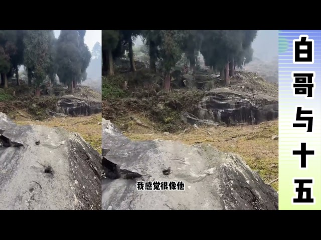 白哥与十五：白大哥在山上找不到十五，白大哥走山路不平吃不消。