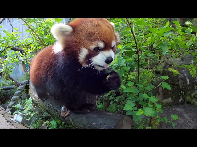 One Hour Of Red Pandas Eating Crunchy Snacks