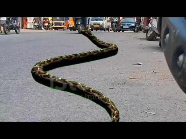 റോഡിൽ പാമ്പ്🐍#live #livestream #screencast #shortsfeed #Snakelive #snakelive #snake