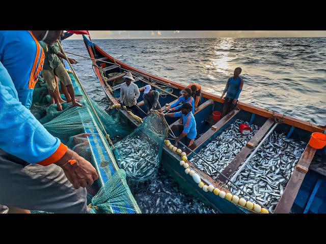 Amazing‼️THE BIGGEST CATCH EVER!! 🤩Billions of Mackerel Fish Caught in Single Day! WOW👍