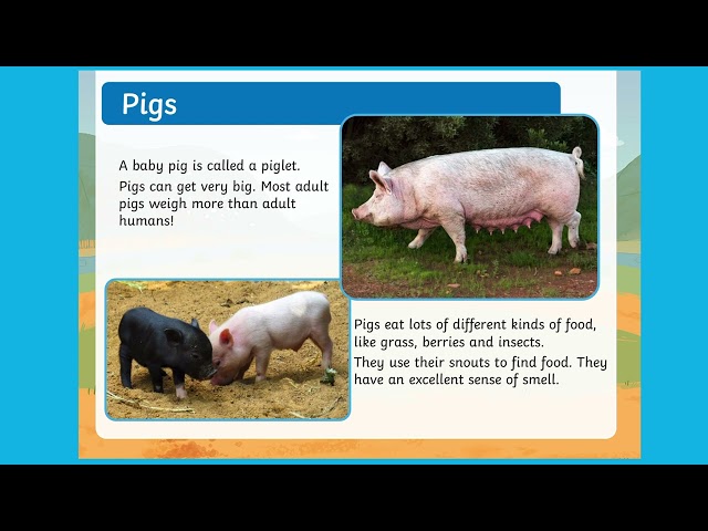 Different Types of Farm Animal Sounds Guessing Game