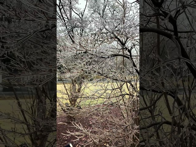 Icicles forming on trees. #rain #icicle #nature #trees #winter r