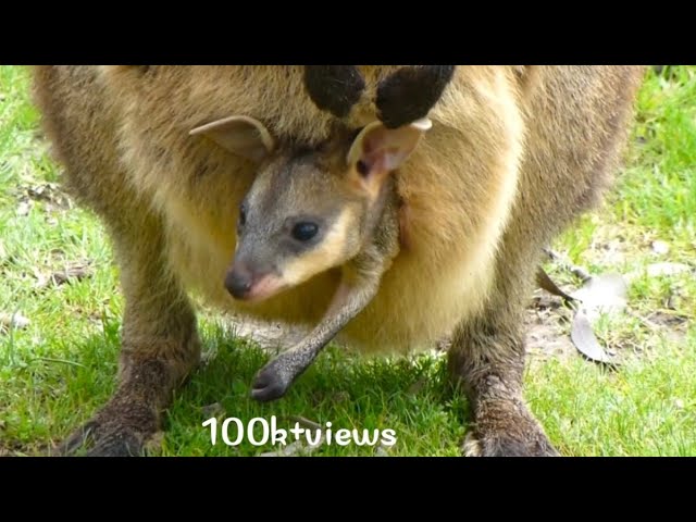 Baby Kangaroo Inside pouch || kangaroo baby inside pouch