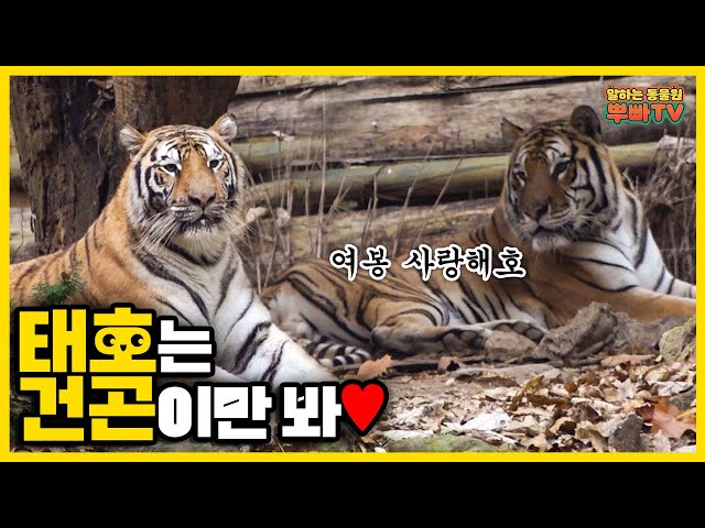 (SUB) The Youngest Zookeeper's Day At Everland Taking Care Of Tigers🐯│Vlog│Everland Zookeeper VLOG