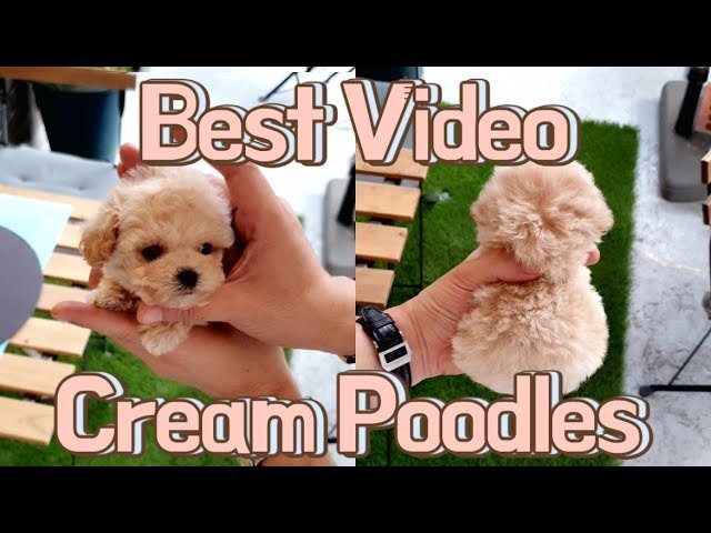 Teacup Cream poodle puppies videos compilation - KimsKennelUS