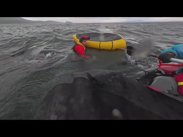 A humpback whale briefly swallows kayaker in Chilean Patagonia — and it's all captured on camera