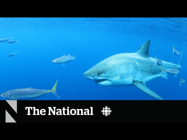 Shark watchers off Nova Scotia are going to need a bigger boat