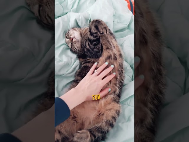 THIS is why cats sleep on their BACK