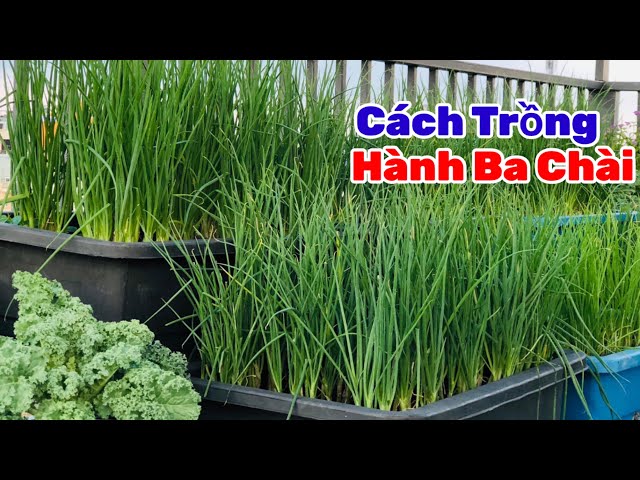 Cách Trồng Hành Lá ,trồng 1 lần thu hoạch quanh năm