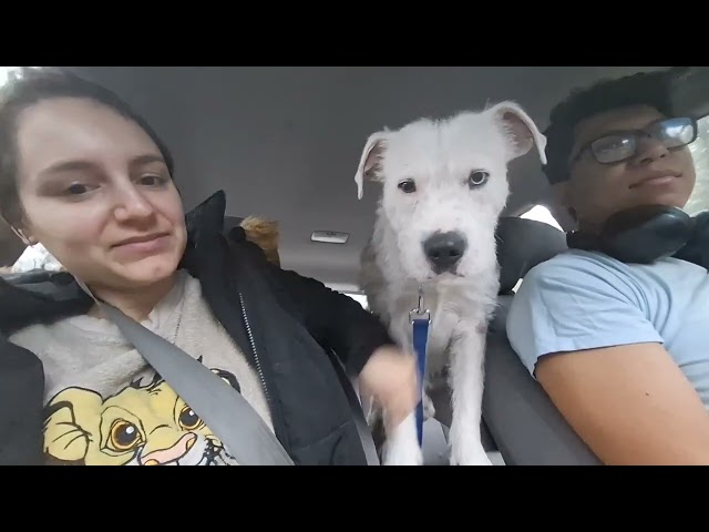 Foster Puppy Vet Visit Vlog