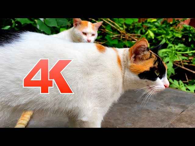 Royalty Free 4K Ultra HD Videos | Cute CAT Relaxing with Bird Sounds