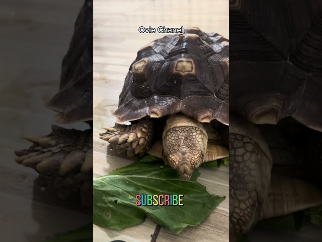 Paling seru itu ketika ngasih makan sulcata #turtle #reptiles #animals #tortoise