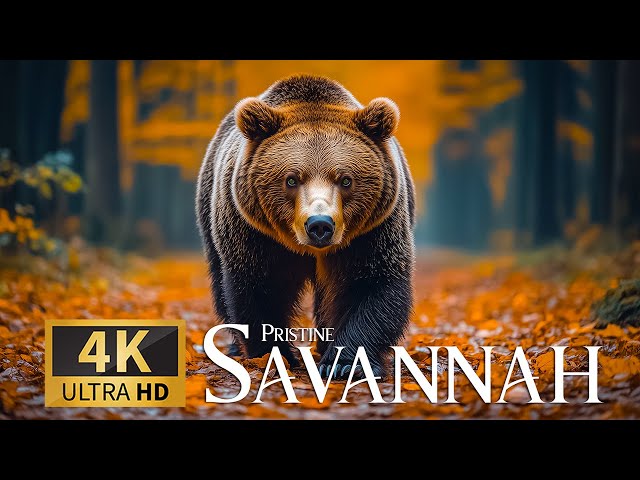 Pristine Savannah 4K 🐾 Fascinating Wildlife Expedition with Serene Piano Waves 🎶