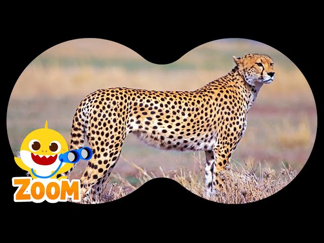 Animal Puzzle with Baby Shark |❓Guess the Animals | Zoom Zoom Zoom | Learn Animals