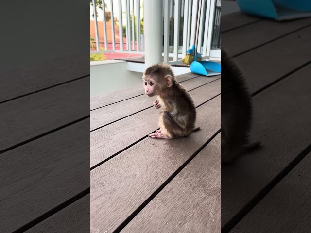 baby monkey so adorable  #baby #happy #cute #baby #shorts