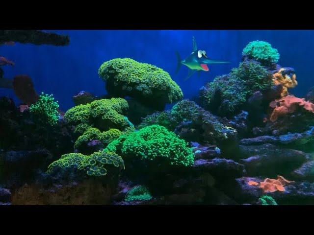 Aquarium of the Pacific with Aquatic Ambience