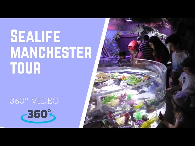 SEALIFE Manchester | 360 Video | Wall Through Tour