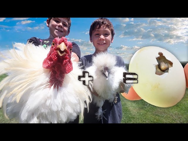 Meet the Sizzle. Combining the Fuzziest Chicken Breeds.