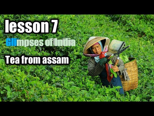 Glimpses of India 3 Tea From Assam