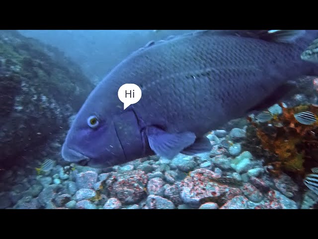 Fish Keeps Videobomb Me